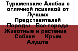 Туркменские Алабаи с отличной психикой от Лучших Представителей Породы - Все города Животные и растения » Собаки   . Крым,Алушта